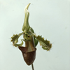 paphiopedilum baccanum